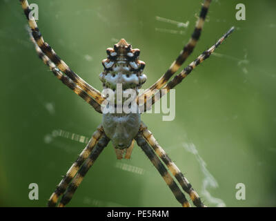 Argiope lobata ist eine Pflanzenart aus der Gattung der Spinne aus der Familie der Araneidae Stockfoto