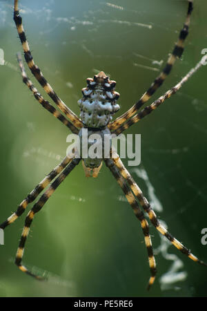 Argiope lobata ist eine Pflanzenart aus der Gattung der Spinne aus der Familie der Araneidae Stockfoto