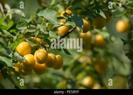 Ein Cluster von gelben Mirabellen auf eine Niederlassung eines Pflaumenbaum Stockfoto