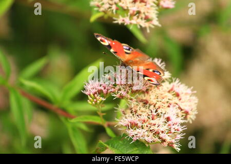 Schmetterling auf Blume Stockfoto