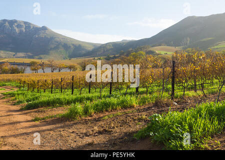 Landschaft Blick über die Weinberge und die Berge im Winter gegen Groot Constantia Wine Estate in Kapstadt Südafrika Stockfoto