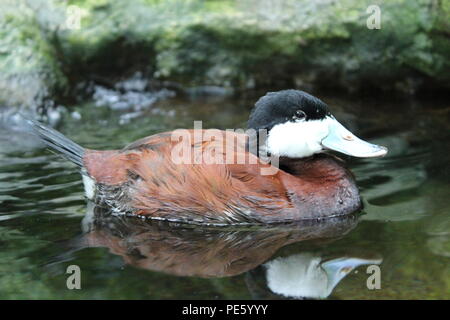 Schwarzkopfruderente, Florida Aquarium, Tampa, Florida, USA Stockfoto