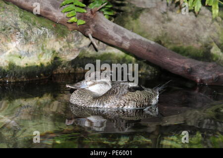 Ente, Florida Aquarium, Tampa, Florida, USA Stockfoto