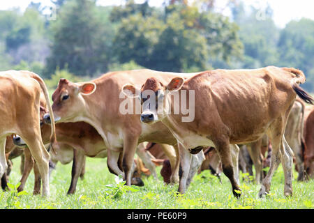 Eine Herde von Jersey Kühe zu Fuß in einer Weide auf einem Bauernhof im Sommer Stockfoto