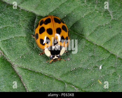 Asiatische ladybeetle - Harmonia axyridis Stockfoto