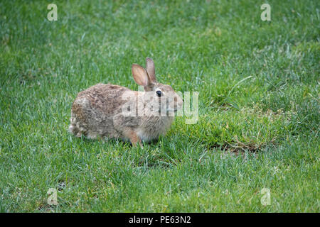 Adultes Ostkottail-Kaninchen (Sylvilagus floridanus) auf Gras in Bellevue, WA, USA Stockfoto