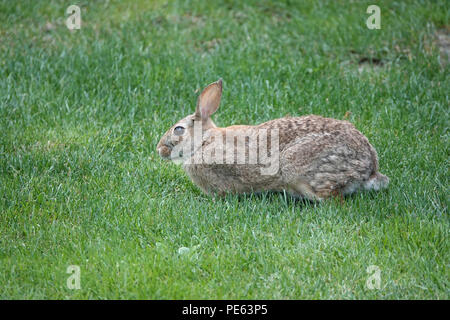 Adultes Ostkottail-Kaninchen (Sylvilagus floridanus) auf Gras in Bellevue, WA, USA Stockfoto