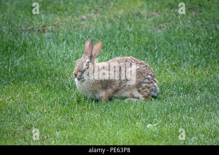 Adultes Ostkottail-Kaninchen (Sylvilagus floridanus) auf Gras in Bellevue, WA, USA Stockfoto