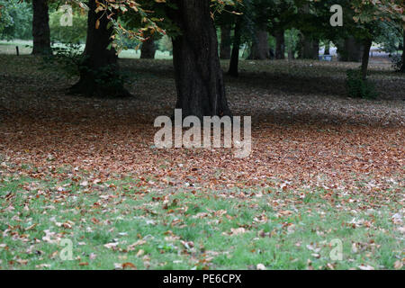 Finsbury Park. London. UK 13 Aug 2018-UK Wetter: Herbst fühlen sich in Finsbury Park im Norden von London, wie sie in trockenen Laub abgedeckt ist, im August. Credit: Dinendra Haria/Alamy leben Nachrichten Stockfoto