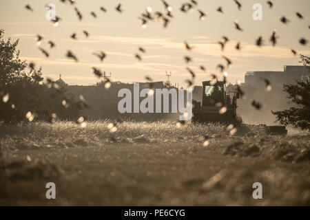 Berlin, Deutschland. 13 Aug, 2018. Ein Mähdrescher mowes ein Feld auf dem Tempelhofer Feld, während ein Schwarm Vögel in die Luft vor dem Fahrzeug steigt. Credit: Paul Zinken/dpa/Alamy leben Nachrichten Stockfoto