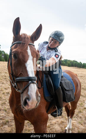 Niederhaverbeck, Deutschland. 13 Aug, 2018. Polizei rider Janina zurück Anschläge ihr Pferd Janus im Naturschutzgebiet "Lüneburger Heide" (Lüneburger Heide). Während die Heide Blüte der Polizei Reiter sind auf ihre Weise wieder. In der Lueneburger Heide, unter anderem achten Sie auf umweltfreundliches Verhalten der Besucher. Credit: Philipp Schulze/dpa/Alamy leben Nachrichten Stockfoto