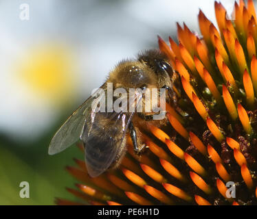 Eine Honigbiene (Apis mellifera) Grünfutter für Nektar und Pollen auf eine echinacea Echinacea oder coneflower (purpura). Bedgebury Wald, Canterbury, Kent, Großbritannien. Stockfoto