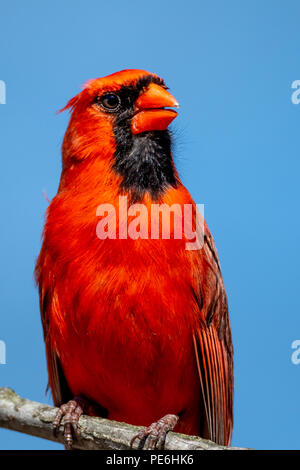 Ein männlicher Nördlichen Kardinal (Cardinalis cardinalis) Sitzstangen auf einem Ast. Stockfoto