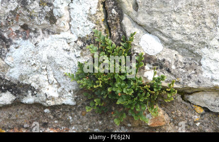 Der Farn, Wand, rue de (Asplenium Ruta-Muraria) wächst in der kalkmörtel in den Mauern der Ruinen der alten Bayham Abbey. Frant, East Sussex, England. U Stockfoto