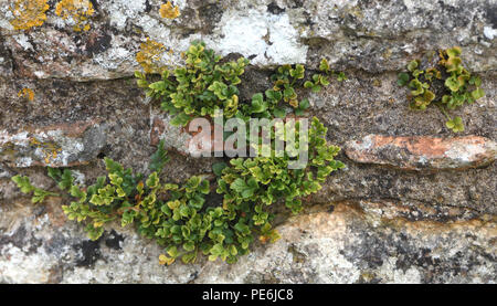 Der Farn, Wand, rue de (Asplenium Ruta-Muraria) wächst in der kalkmörtel in den Mauern der Ruinen der alten Bayham Abbey. Frant, East Sussex, England. U Stockfoto