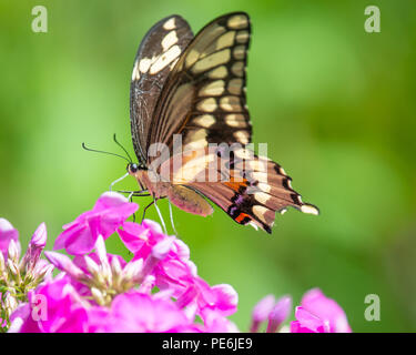 Ein riesiger Schwalbenschwanz Schmetterling, Papilio cresphontes, Fütterung auf dem rosafarbenen Phlox in einem Garten in Spekulant, NY, USA Stockfoto