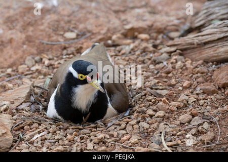 Australien, Northern Territory, Alice Springs. Nesting gebändert Kiebitz (Vanellus tricolor) auf Weiter. Stockfoto