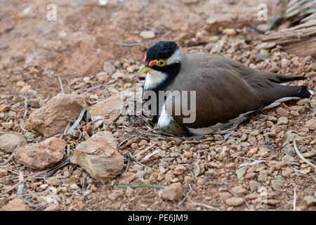 Australien, Northern Territory, Alice Springs. Nesting gebändert Kiebitz (Vanellus tricolor) auf Weiter. Stockfoto