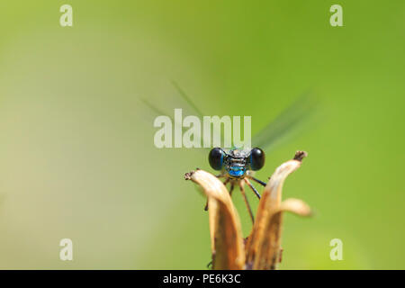 Detail Nahaufnahme eines westlichen willow Emerald damselfly, Chalcolestes viridis, Insekt ruht in der Sonne Stockfoto