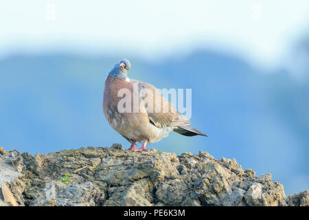 Nahaufnahme einer ringeltaube Vogel, Columba Palumbus, im Schmutz auf Ackerland thront. Putzen und in der frühen Morgensonne posieren. Stockfoto