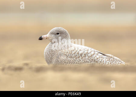 Porträt Nahaufnahme von einem glaucous Möve Larus Hyperboreus an der niederländischen Küste, ein seltener Gast, wie hier in Scheveningen, Niederlande. Stockfoto