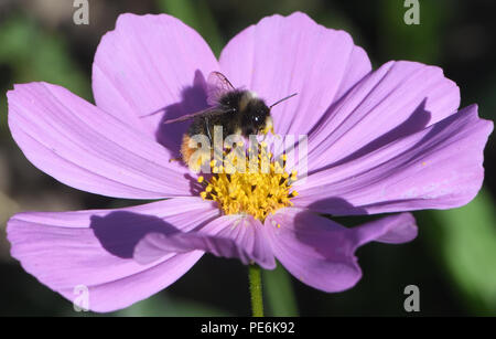 Ein Arbeiter Red-tailed Hummel (Bombus lapidaries) Nahrungssuche auf einen Kosmos (Cosmos Bipinnatus). Bedgebury Wald, Kent, Großbritannien. Stockfoto
