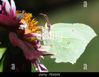 Eine weibliche Zitronenfalter (Gonepteryx rhamni) ernähren sich von Nektar aus einer geöffneten Blüten Dahlie. Bedgebury Wald, Kent, Großbritannien. Stockfoto