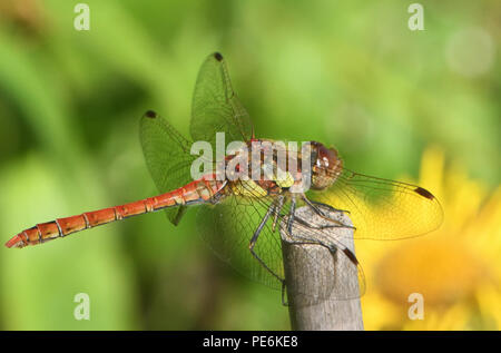 Ein männlicher Common Darter Dragonfly (Sympetrum striolatum) Sitzstangen auf einem Stick Vermessung seine Umgebung in einem Garten. Bedgebury Wald, Kent, Großbritannien Stockfoto