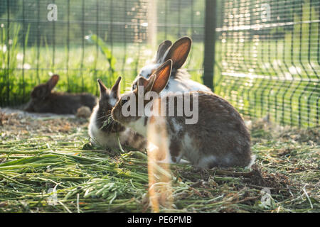 Kaninchen in einen Käfig Kaninchen im Käfig gegen Licht am Abend, Cage Stockfoto