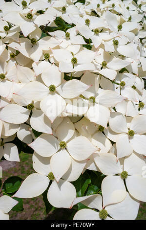 Japanischer Hartriegel (Cornus kousa) - Nahaufnahmen von Blumen. Lebensraum Education Center und Wildlife Sanctuary, Masse Audubon, Belmont, MA, USA Stockfoto