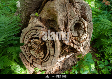 Querschnitt von Baumstümpfen auf gespaltener Baum, mit Verwitterten und Risse im Holz. Die Masse Audubon Habitat Wildlife Sanctuary, Belmont, MA, USA Stockfoto