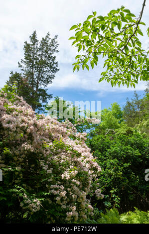 Wald Garten mit einer Mischung aus Bäumen, Sträuchern, Farnen und anderen Pflanzen. Eine blühende Azalee Strauch im Vordergrund gesehen werden. Belmont, MA, USA Stockfoto