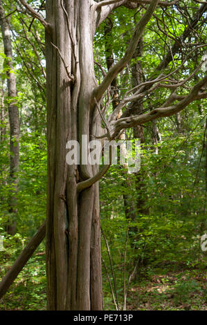 Die Säulenförmige Stamm einer getrockneten Redwood Baum, mit Twisted verzweigt sich zu erweitern. Lebensraum Education Center und Wildlife Sanctuary, Belmont, MA, USA Stockfoto