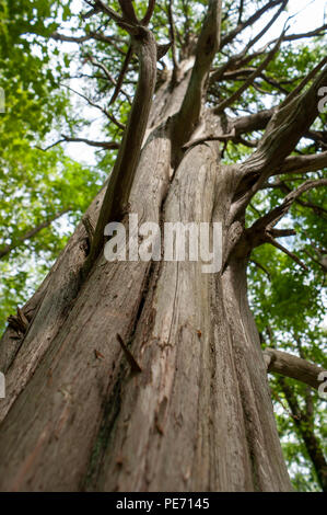 Die Säulenförmige Stamm einer getrockneten Redwood Baum, mit Twisted verzweigt sich zu erweitern. Lebensraum Education Center und Wildlife Sanctuary, Belmont, MA, USA Stockfoto