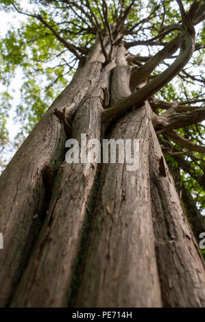 Die Säulenförmige Stamm einer getrockneten Redwood Baum, mit Twisted verzweigt sich zu erweitern. Lebensraum Education Center und Wildlife Sanctuary, Belmont, MA, USA Stockfoto