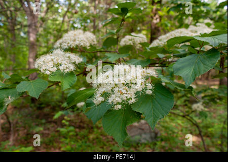 Das Elfenbein - weiß blühenden Blütenstand der Holunder Baum. Lebensraum Education Center und Wildlife Sanctuary, Masse Audubon, Belmont, MA, USA Stockfoto