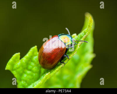 Chrysolina Coerulans Rot Minzeblatt käfer insekt kriecht auf grünem Blatt Makro Stockfoto