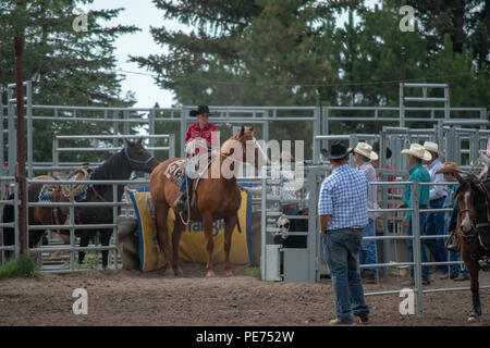 Abreiß-Calf Roping an der Nanton Nite Rodeo, Nanton, Alberta, Kanada Stockfoto