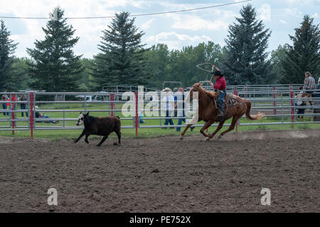 Abreiß-Calf Roping an der Nanton Nite Rodeo, Nanton, Alberta, Kanada Stockfoto