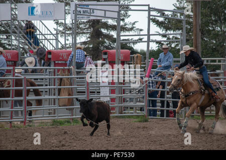 Abreiß-Calf Roping an der Nanton Nite Rodeo, Nanton, Alberta, Kanada Stockfoto