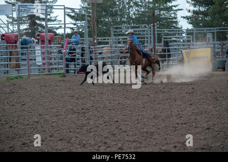 Abreiß-Calf Roping an der Nanton Nite Rodeo, Nanton, Alberta, Kanada Stockfoto