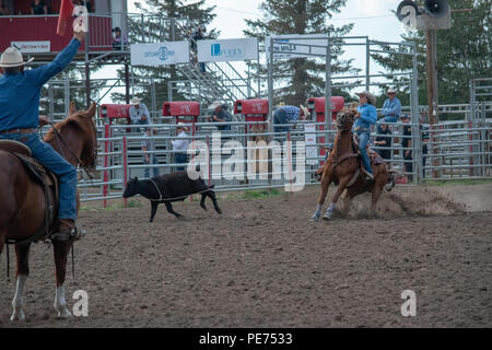 Abreiß-Calf Roping an der Nanton Nite Rodeo, Nanton, Alberta, Kanada Stockfoto