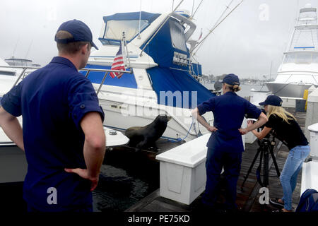 Petty Officer 3. Klasse eben Smith, ein Marine science Techniker an der Coast Guard Sektor San Diego Incident Management Division, und Leutnant Kristin Driscoll, Chef des IMD, sehen Sie auf wie Hannah Mullins, ein Reporter der ABC 10 News San Diego, Filme einem verletzten sea lion während einer Patrouille im Hyatt Regency Mission Bay Marina in San Diego am Okt. 16, 2015 gefunden. Mullins war auf Szene Schwankung der Küstenwache in Umwelt Patrouillen in der Mission Bay zu decken. (U.S. Coast Guard Foto von Petty Officer 3. Klasse Joel Guzman) Stockfoto