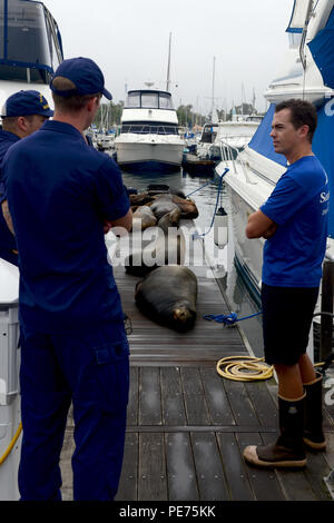 Petty Officer 3. Klasse eben Smith, ein Marine science Techniker an der Coast Guard Sektor San Diego Incident Management Division, und Nick Northcraft, ein Animal Care Specialist bei Sea World San Diego, Handlungsmöglichkeiten einer verletzten sea lion im Hyatt Regency Mission Bay Marina in San Diego am Okt. 16, 2015 zu diskutieren. Der verletzte sea lion wurde während einer Patrouille der Marina durchgeführt werden mögliche Gefahren für die Umwelt zu identifizieren. (U.S. Coast Guard Foto von Petty Officer 3. Klasse Joel Guzman) Stockfoto