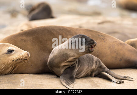 Sea lion pup und Mama auf den Klippen in La Jolla, Kalifornien, USA sitzen Stockfoto