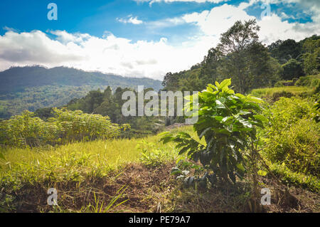 Coffee Plantation in Tana Toraja, Rantepao im Süden von Sulawesi, Indonesien. Toraja Hochland Arabica Kaffee bekannt ist und weltweit exportiert. Stockfoto