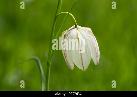 Weiß snakeshead fritillary, Fritillaria meleagris Stockfoto