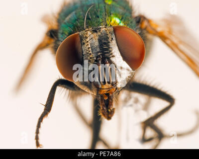 Grüne Flasche Dasyphora cyanella Makro schließen Fliegen bis Stockfoto