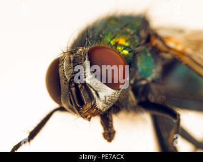 Grüne Flasche Dasyphora cyanella Makro schließen Fliegen bis Stockfoto