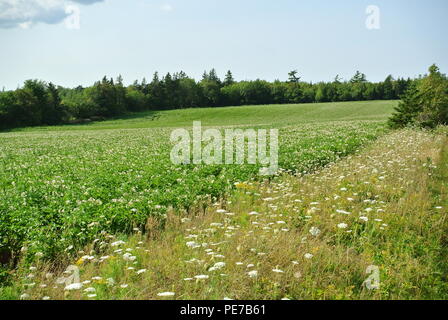 Die Blütezeit der Kartoffeln mit einem Wald im Hintergrund auf Prince Edward Island, Kanada Stockfoto